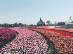 -荷兰花海