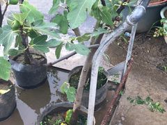 -龙大花卉苗木市场