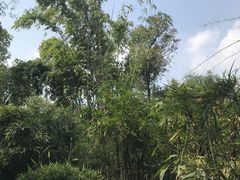 -望江楼公园
