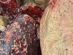 -西涌国际滨海旅游区