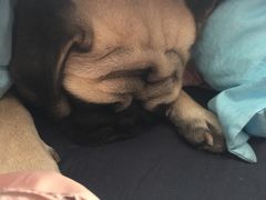 -翊宠yipet猫狗购宠庄园犬舍•猫舍