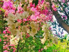 -深圳国际园林花卉博览园