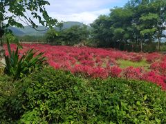 -亚龙湾国际玫瑰谷