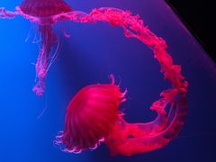 -海合安天津极地海洋公园