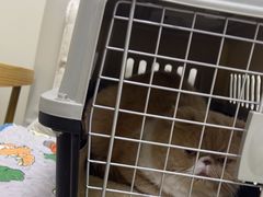 -美联众合动物医院·24h京西诊疗中心