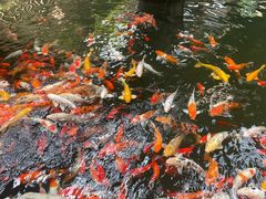 -南宫五洲植物乐园