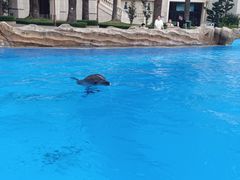 -长隆海洋王国自助餐厅(横琴湾店)