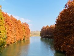 -上海海湾国家森林公园