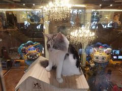 -more than meow吴止猫主题餐厅(承德 中船汇店)