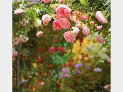 -双季花艺园艺市场(浦东店)