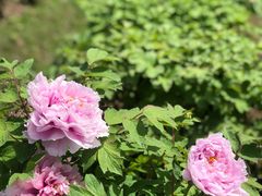 -合肥三国新城遗址公园