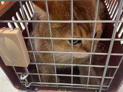 -关爱宠物医院·猫科中心·消化科(滨湖万达分院)