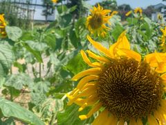 -武汉紫薇都市田园