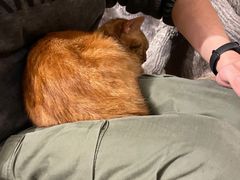 -猫猫幼稚园·撸猫·桌游·电玩