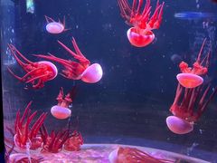 -欢乐海岸海洋奇梦馆