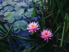 -国家植物园南园