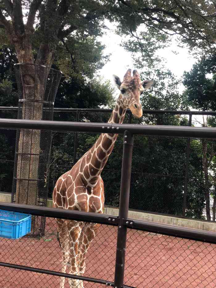 野毛山动物园-"位于横滨市野毛山上,全免费开放动物园.虽.