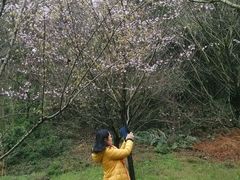 樱花园-石峰公园