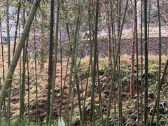 -都江堰中华大熊猫苑