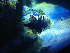 -悉尼海洋生物水族馆