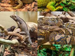 -北京野生动物园