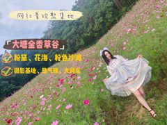 -大塘金香草谷
