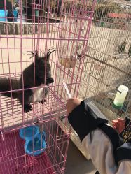 -上美四季动物农场