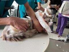 -北京观赏动物医院·24小时大型综合·猫专科·异宠专科
