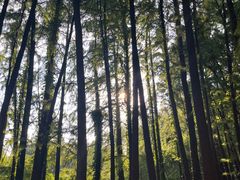 -上海共青森林公园