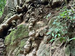 -西双版纳原始森林公园