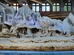 -帝企鹅自助餐厅•儿童岛•真企鹅(长隆企鹅酒店)