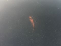 -西湖外事游船(花港观鱼码头)