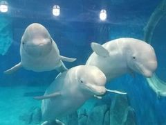 -福州罗源湾海洋世界旅游区