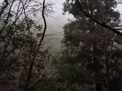 -天目山大树王景区