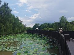 -大湾区中央湿地公园