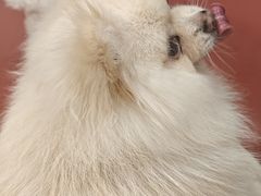 -和它·交个朋友·狗咖猫咖(爱琴海店)