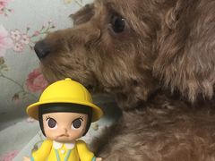 -泡泡玛特POPMART(合生汇店)