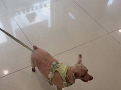 -艾贝尔宠物医院·24H转诊中心·肿瘤猫专科(江宁双龙店)