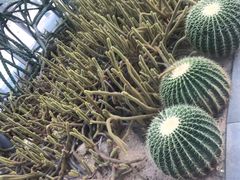 -深圳仙湖植物园-停车场