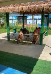 -萌宠亲子动物乐园(槐房万达店)