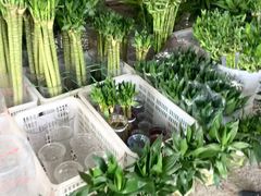-中环花鸟鱼虫市场