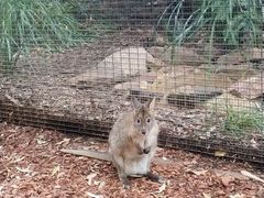 -费瑟代尔野生动物园