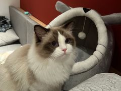 -猫大福·Fortune Cat猫舍(百子湾店)
