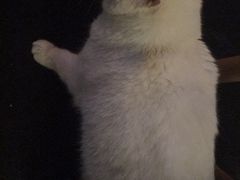 店里猫猫-Doors独立剧情密室(东门分店)