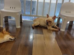 -柯斗斗主题餐厅·狗咖·围炉煮茶·茶饮(国瑞升平里店)