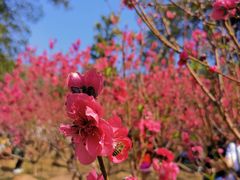-桃花涧