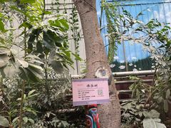 -呀路古热带植物园
