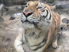 -海南热带野生动植物园