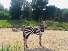 -北京野生动物园