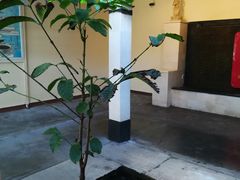 -巴厘岛黄金金兔咖啡工厂